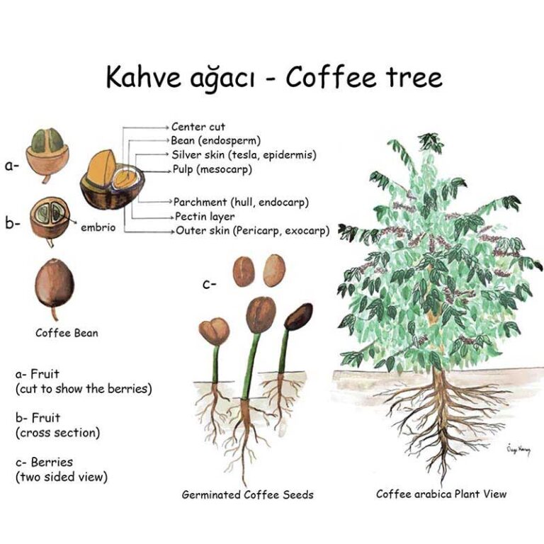 кофейное дерево топпер