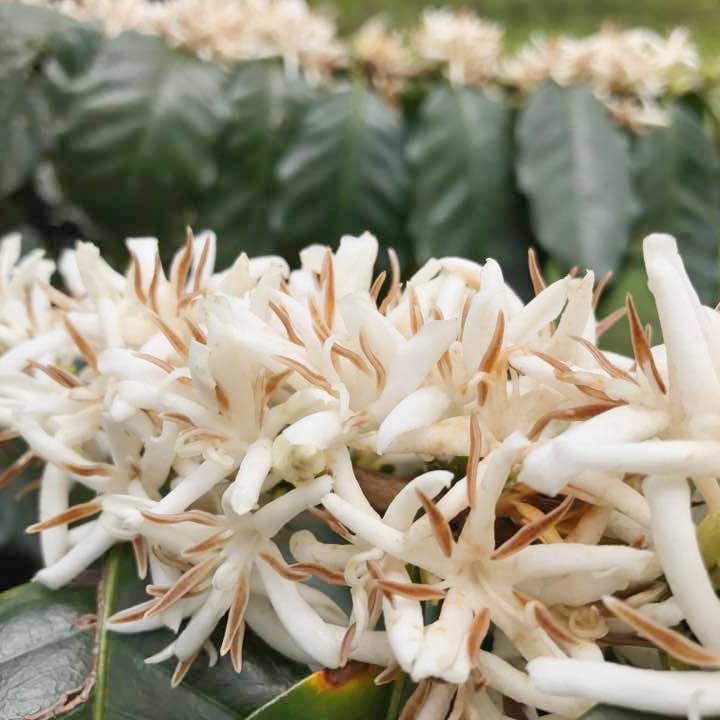 Toper Kaffeeröster Baum Blumen