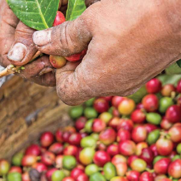 toper green coffee harvest roasteries